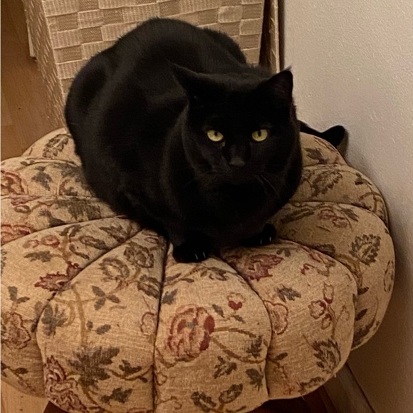 Meet your Posher, Gloria - Picture 1 of 1